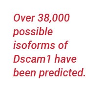 isoforms quote